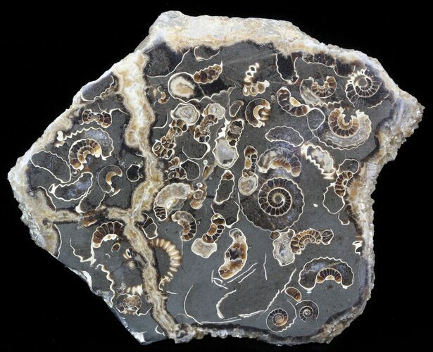 Polished Ammonite Fossil Slab - Marston Magna Marble #42092